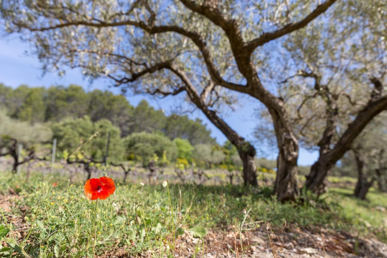 Domaine Du Clos D'Alari-Chambres D'Hotes Au Milieu Des Vignes Saint-Antonin-du-Var Eksteriør bilde