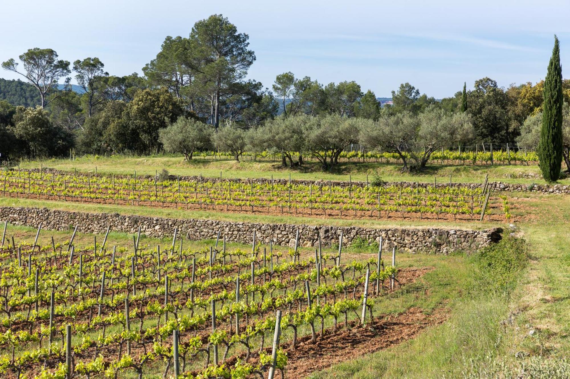 Domaine Du Clos D'Alari-Chambres D'Hotes Au Milieu Des Vignes Saint-Antonin-du-Var Eksteriør bilde
